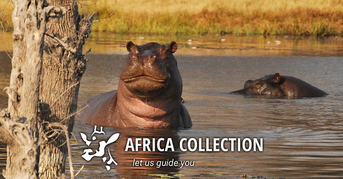 africa-collection-home-1200x628